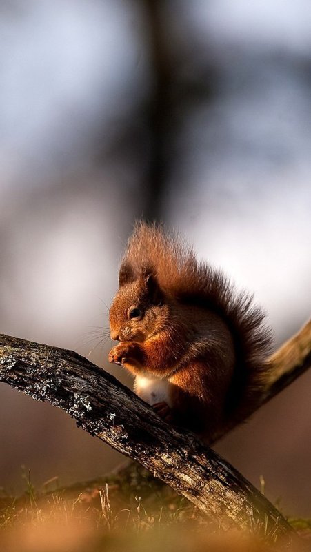 Заставка белка