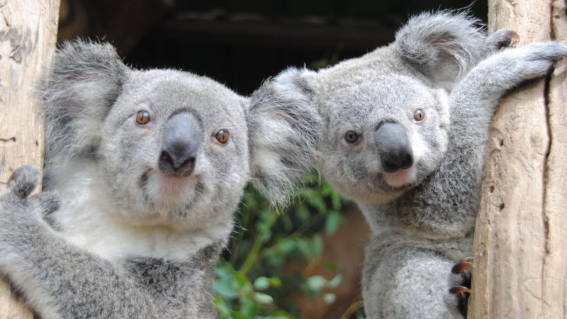 Кармик коала