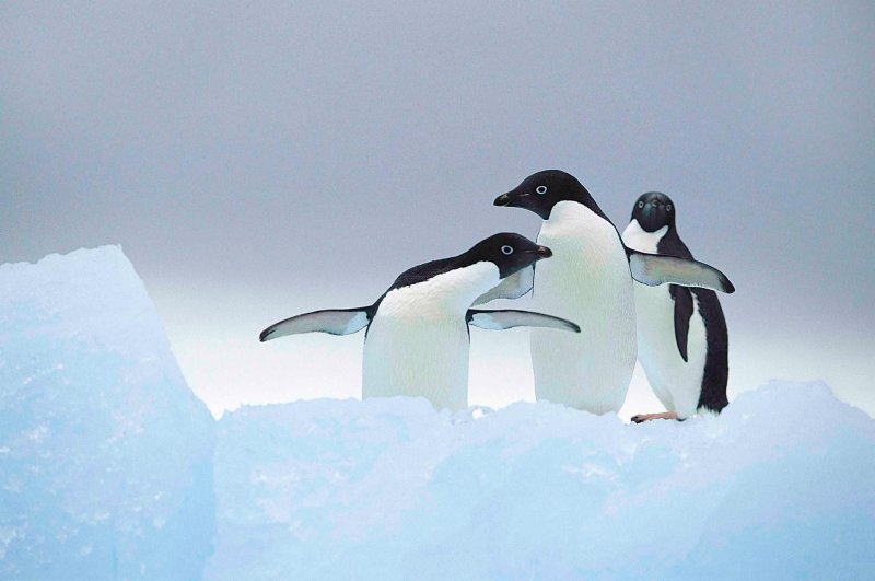Пингвины в природе