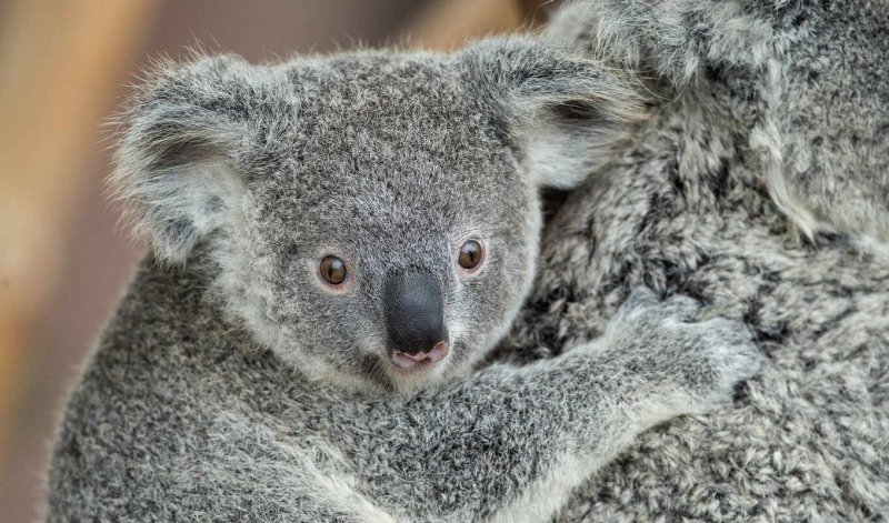 Коала виндовс