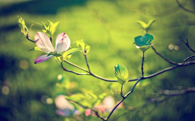 Весенняя природа