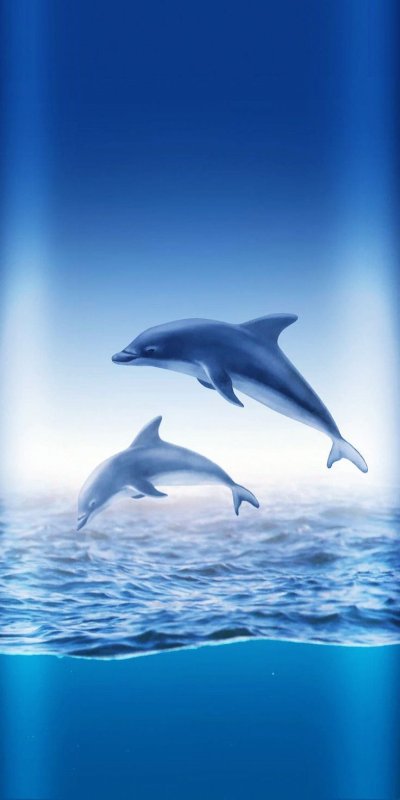 Заставка Дельфин