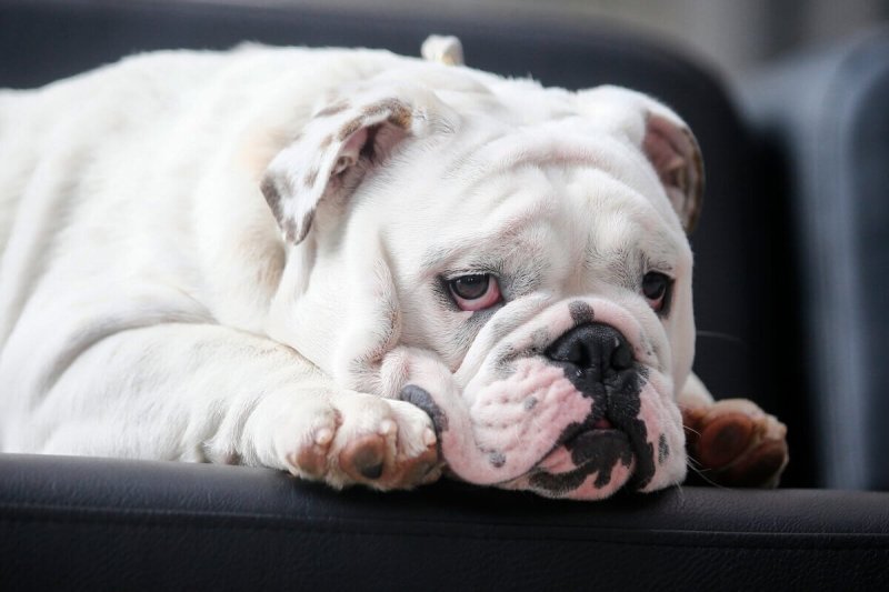 Собака бульдог