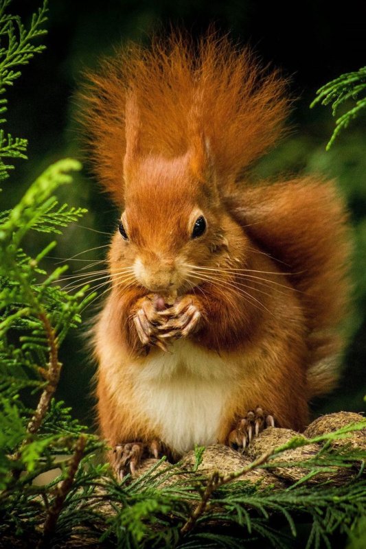 Пушистая белка