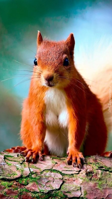 Коричневая белка