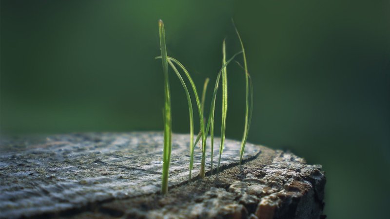 Природа макро