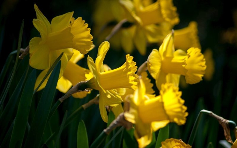 Нарцисс (растение)