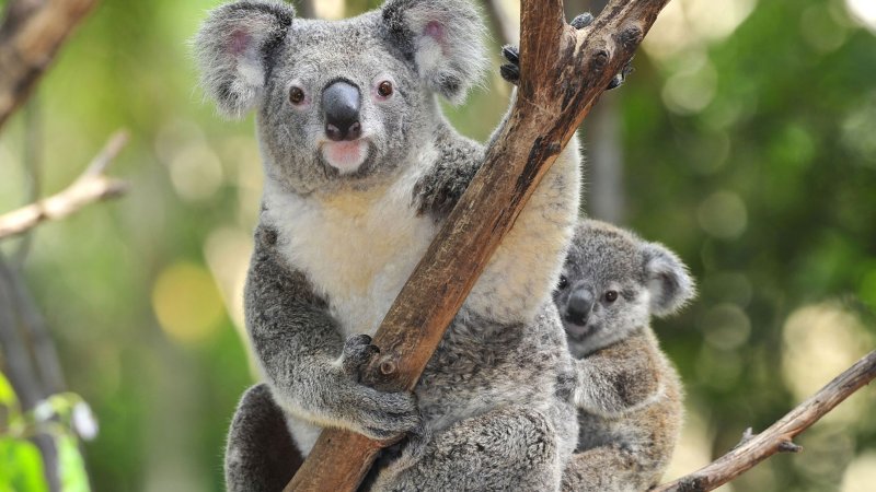 Сумчатый медведь коала Австралия