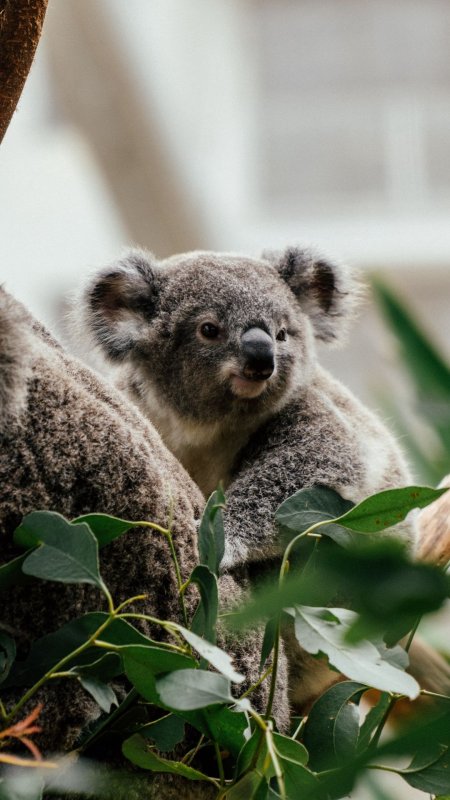 Коала в Московском зоопарке