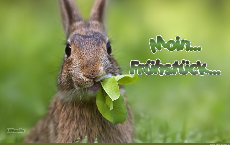 Заяц Лесной