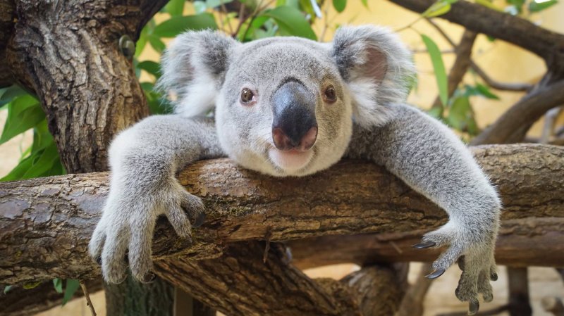 Лапа коалы