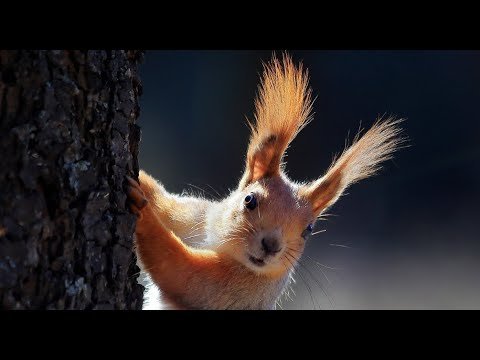 Смешная белка