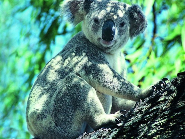 Коала Болотная