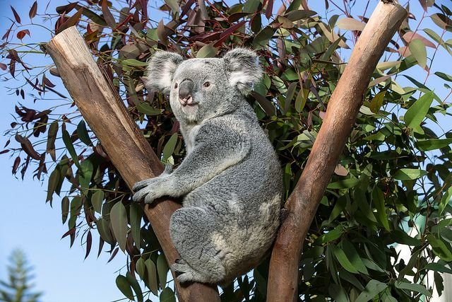 Медведь коала
