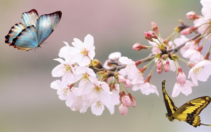 Красивая Весна