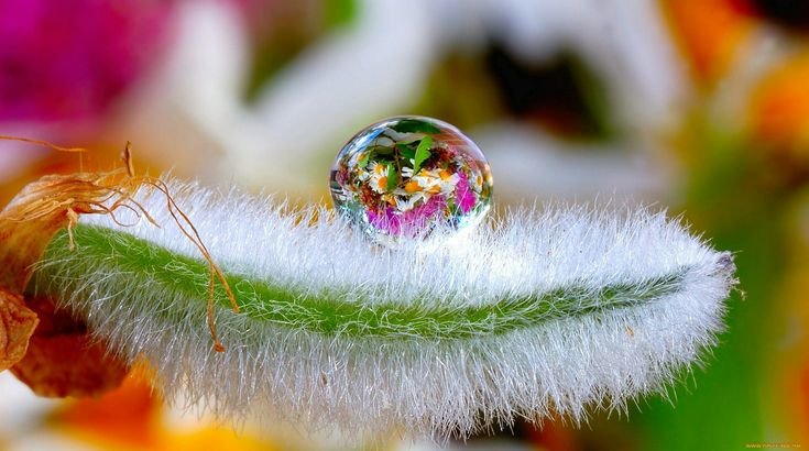 Цветы Макросъемка