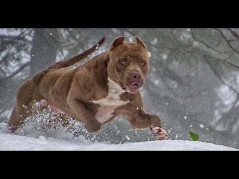 Американский питбультерьер Халк