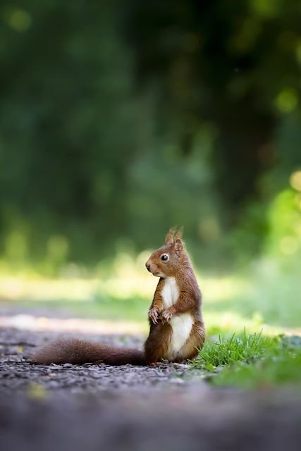 Белка на рассвете