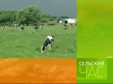 Сельский час Телепрограмма
