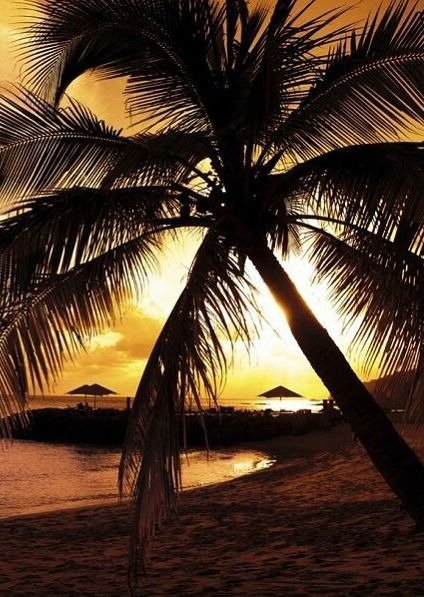 Тропические пальмы