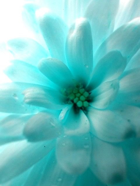 Голубые цветы