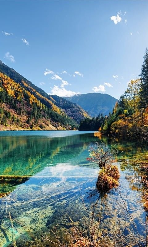 Природа вертикальные