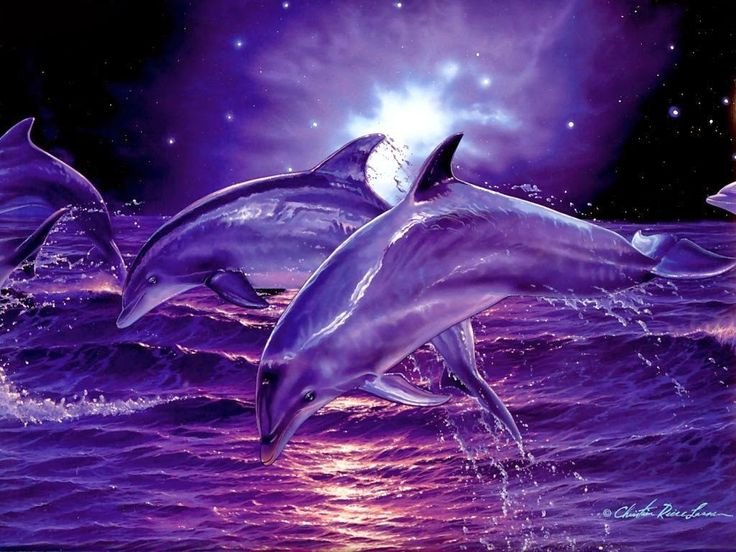 Подводный мир дельфины