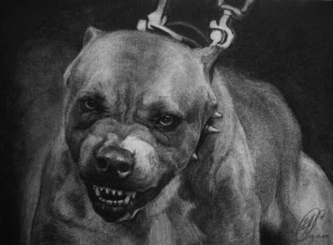 Американский стаффордширский терьер злой