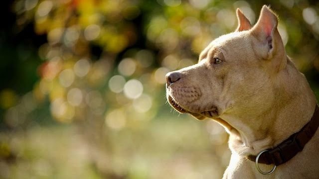 Питбуль собака фото