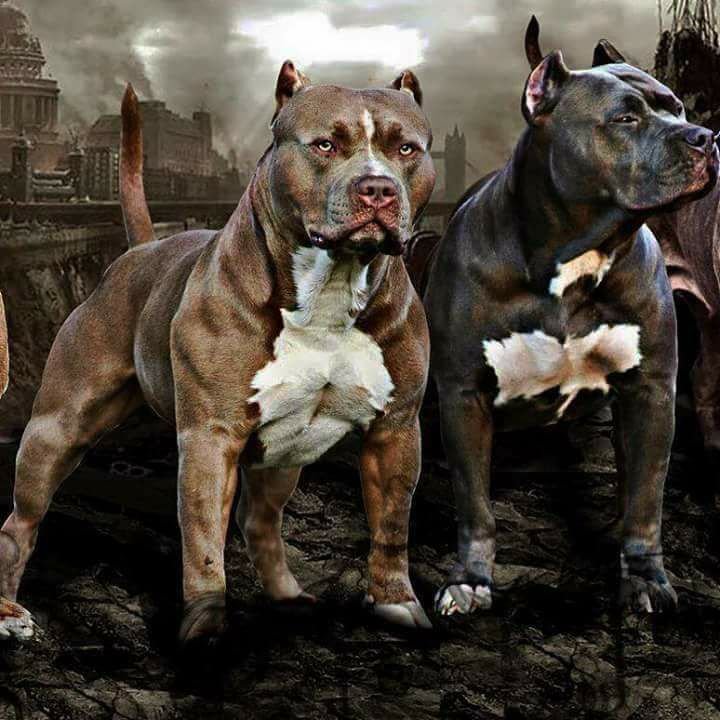 Американский пит стафф терьер