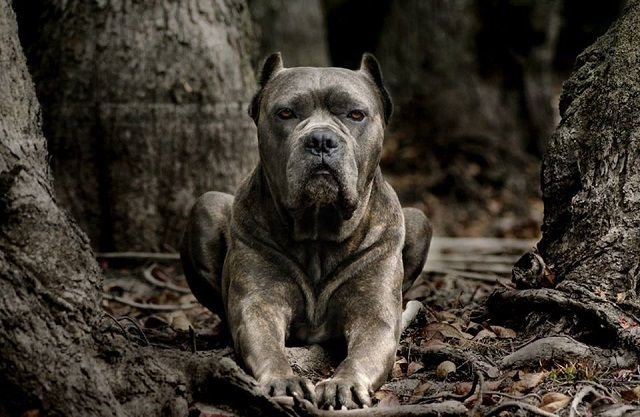 Кане Корсо и питбуль