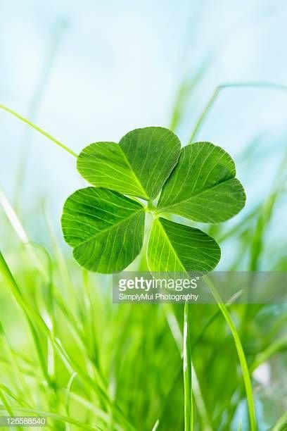 Двулистный Клевер