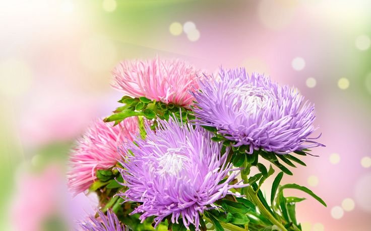 Астра крупнолистная