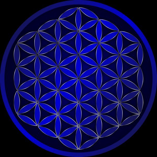 Цветок Мельхиседека цветок Мельхиседека