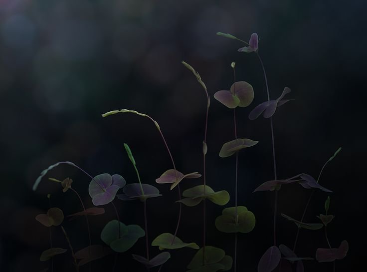 Цветы на темном фоне