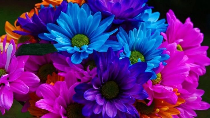 Красивые яркие цветы