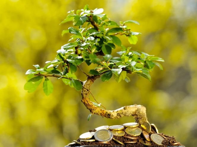 Денежное дерево обои