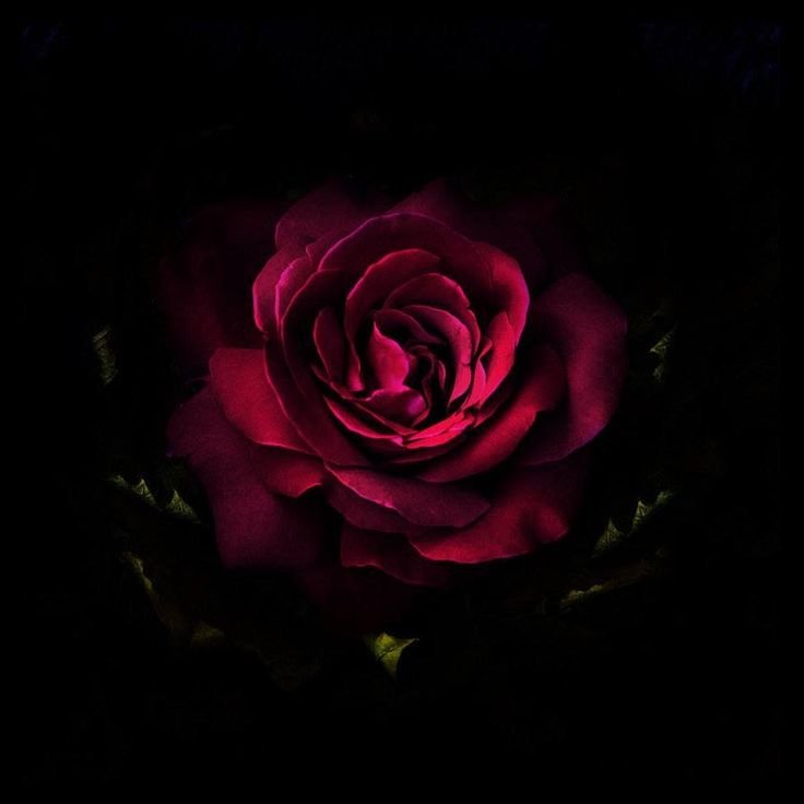 Роза дарк Найт