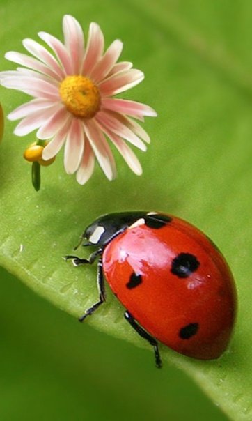 Божья коровка на красивом цветке