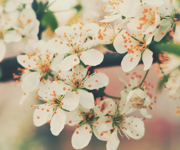 Весенние цветы