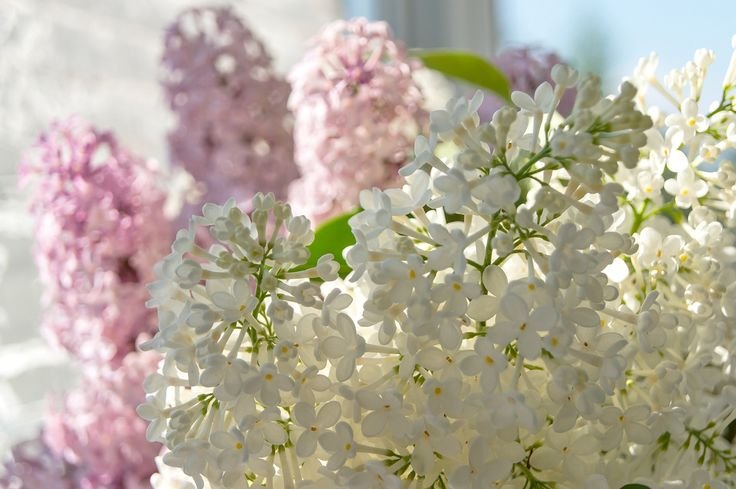 Сирень красавица Москвы