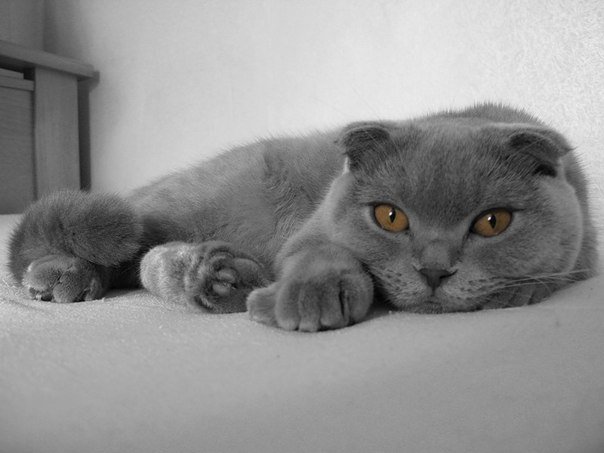 Шотландская вислоухая кошка серая