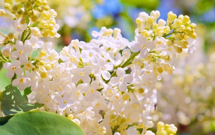 Черёмуха Цветущая белая