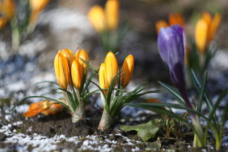 Весна природа