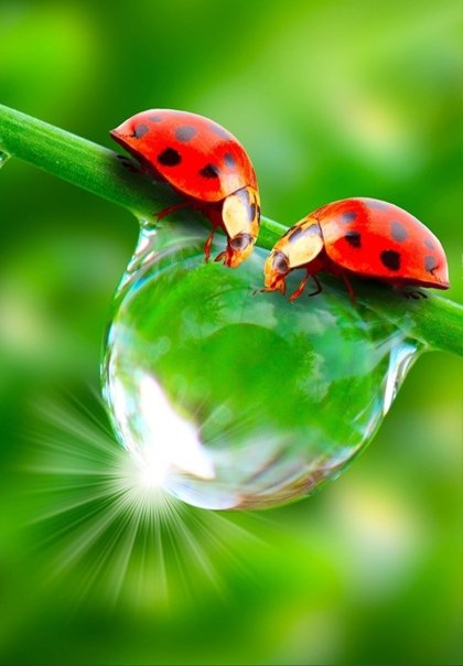 Божьи коровки