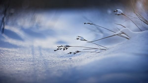 Снег Макросъемка