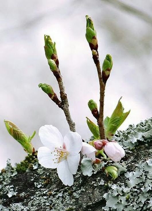 Пробуждение весны