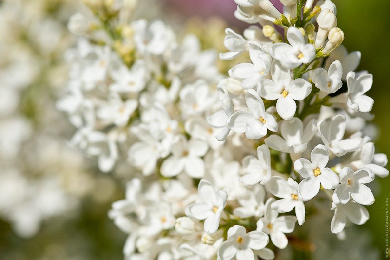 Сирень метельчатая белая