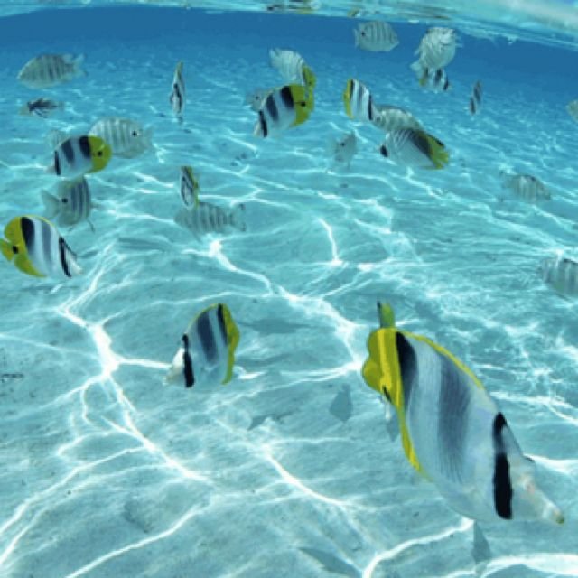 Тропические рыбки