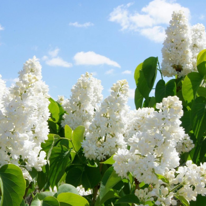 Сирень Жанна дарк